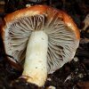 Leratiomyces ceres, Orangeroter Träuschling